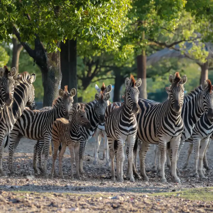 Shanghai Wild Animal Park: Up-Close Encounters – Your Nature Adventure Guide from Yun He Ye Bo Hotel
