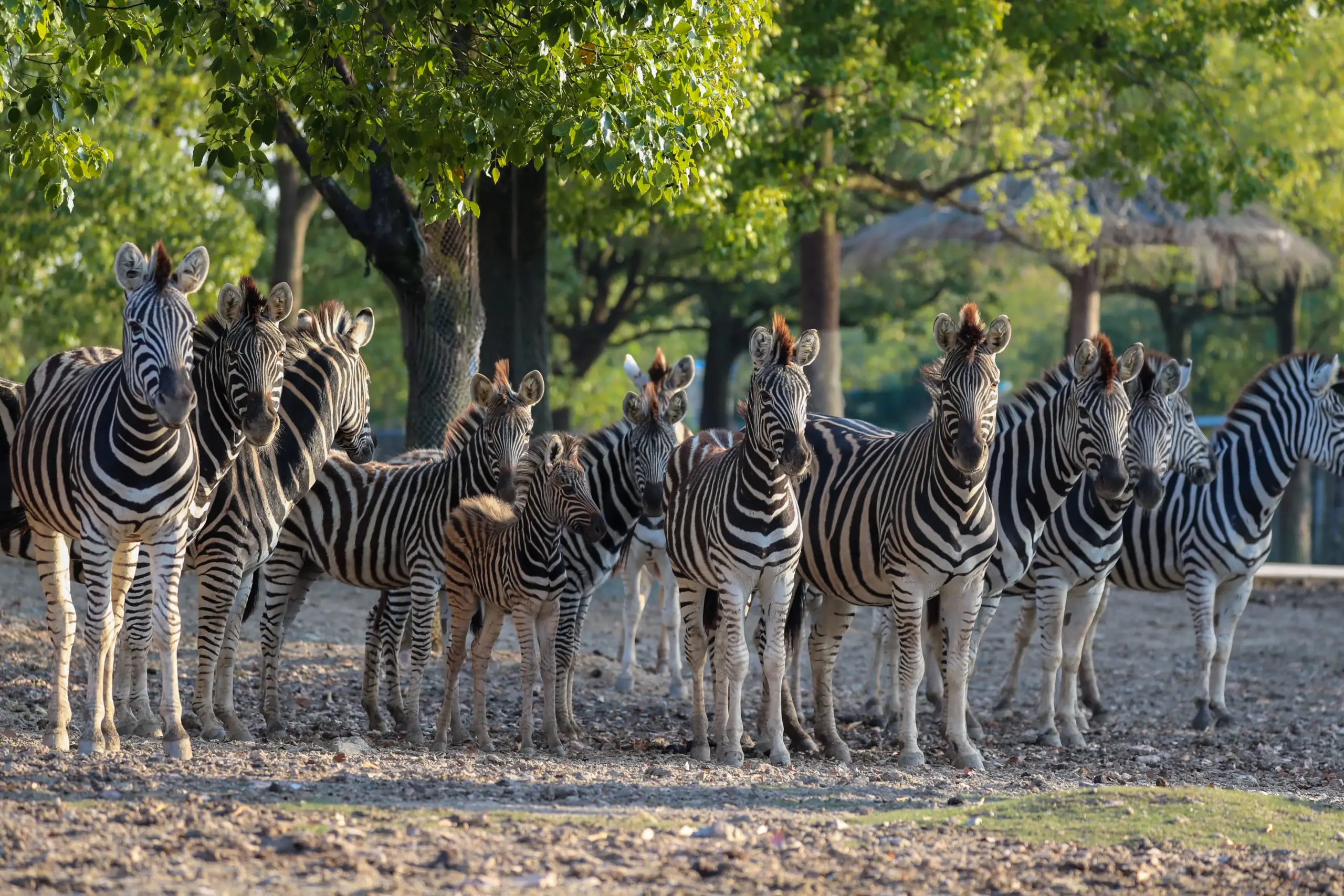 Shanghai Wild Animal Park: Up-Close Encounters – Your Nature Adventure Guide from Yun He Ye Bo Hotel